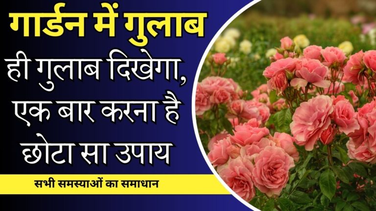 Rose plant-1 बार ये उपाय करें, पौधे की हर डाली पर लगेंगे गुलाब