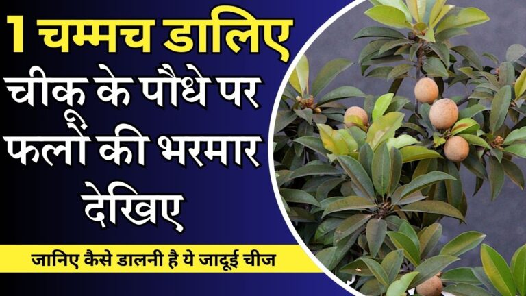 Sapota plant- चीकू पर फल और फूलों की होगी भरमार, 1 बार डालें ये चीज