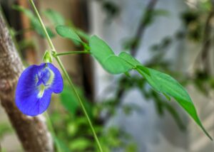 clitoria-ternatea-3316703_1280