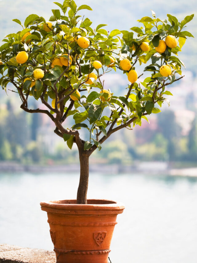 Lemon plant: नींबू में इस खाद को डालते ही होगी जबरदस्त फ्रूटिंग, 2 रुपये में हो जाएगा इलाज