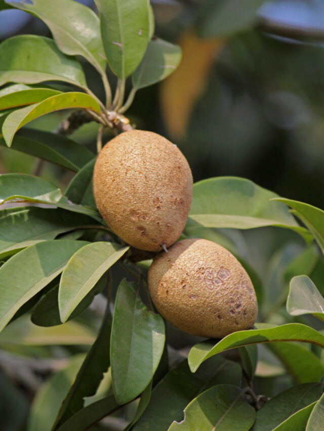 Sapota plant: चीकू के पौधे में डालें ये दो खाद, पौधे पर आएंगे जमकर चीकू