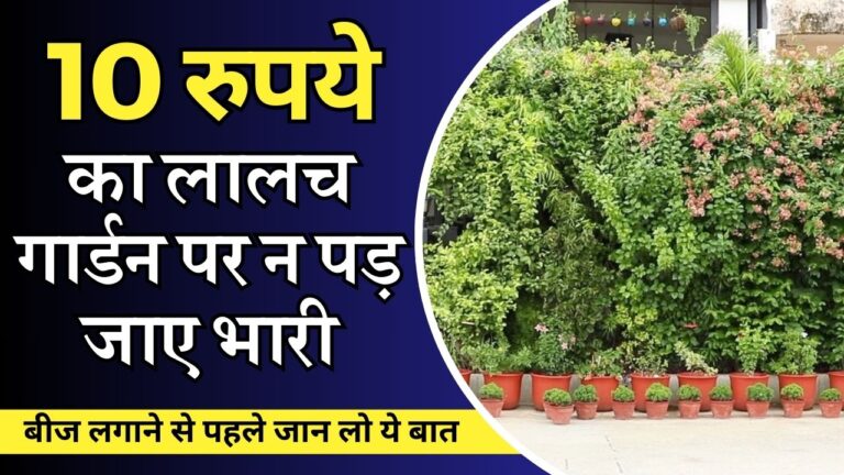 गार्डन के लिए बीज खरीदने से पहले जान लें 5 बातें, कभी नहीं होओगे फेल