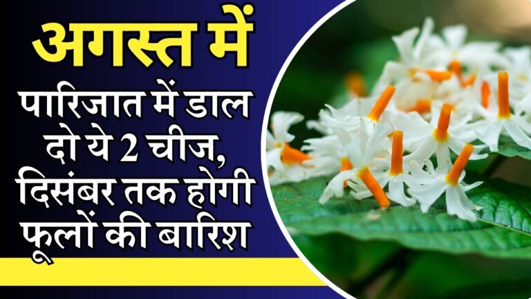 अगस्त में पारिजात में डाल दो ये दो चीज, पूरी सर्दी फूलों से लदा रहेगा पौधा