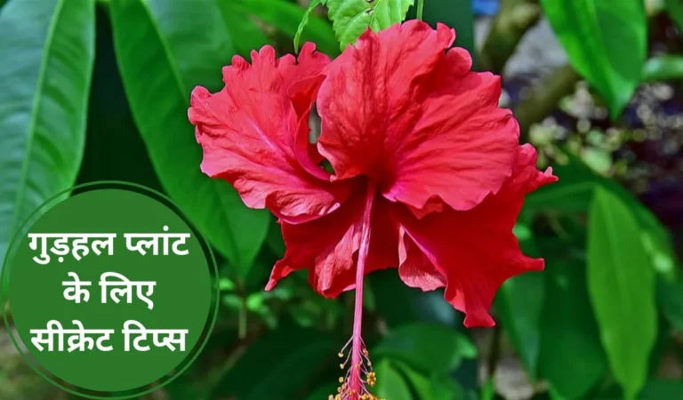 Tips for Hibiscus- गुड़हल के लिए ये सीक्रेट टिप्स कोई नहीं बताएगा