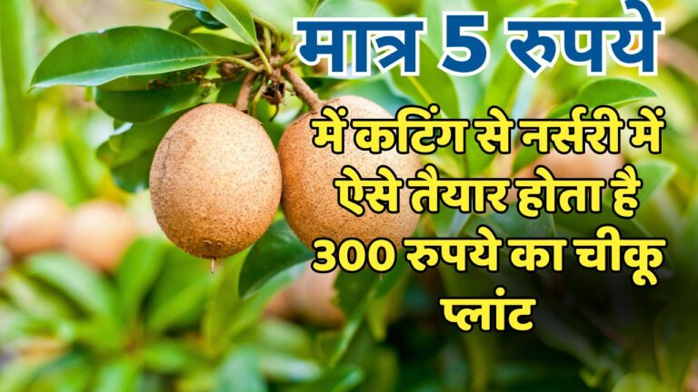 Sapota plant- कटिंग से चीकू प्लांट तैयार करना बहुत आसान, स्टेप बाय स्टेप प्रोसेस