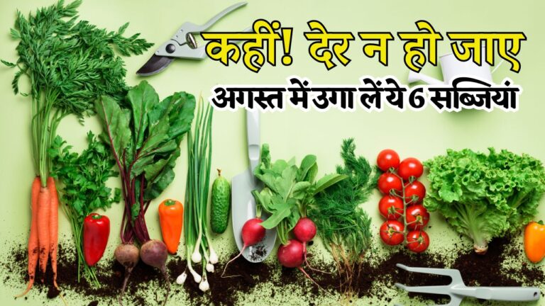 अगस्त के महीने में उगाएं ये 6 यूनीक सब्जियां, होगी बंपर पैदावार