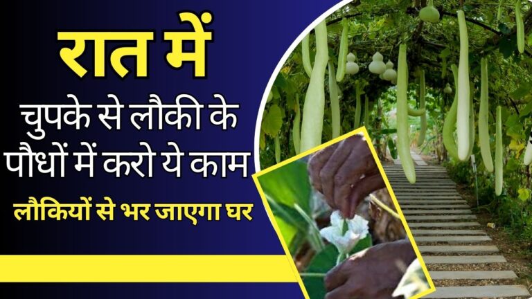 ज्यादा लौकी के लिए रात में चुपके से करें ये काम, तोड़ते-तोड़ते थक जाआगे