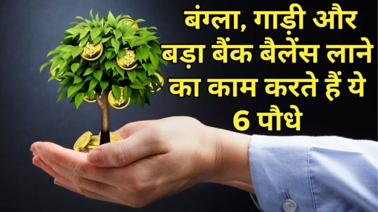 रंक से राजा बना देंगे पैसा अट्रेक्ट करने वाले ये 6 प्लांट
