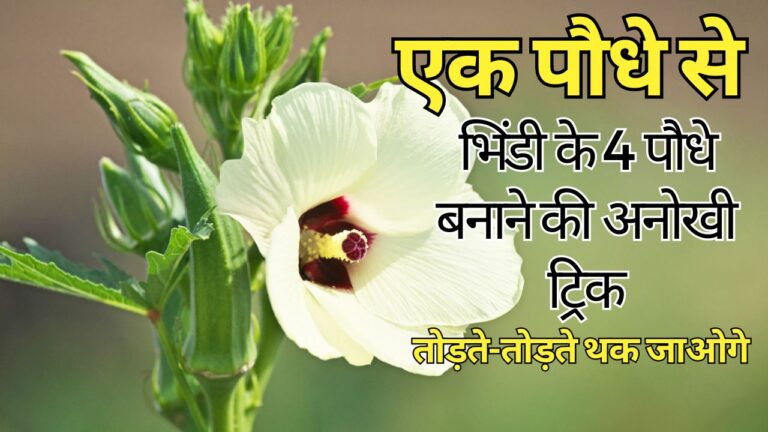 एक भिंडी के पौधे 4 पौधों के बराबर पैदावार का अनोखा तरीका, पूरा सीजन खाते-खाते थक जाओगे