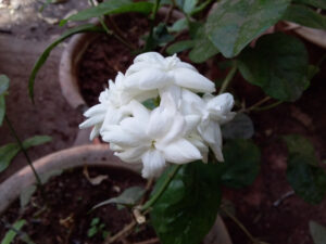 Mogra or jasminum sambac