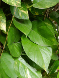 Pothos