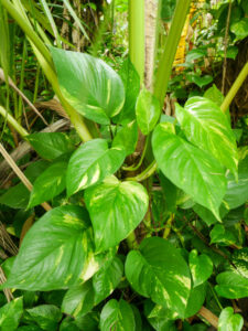 Pothos