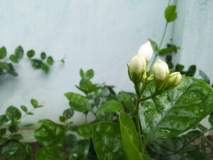 White Lily buds flowers mogra