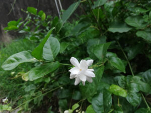 Sambac jasmine, Mogra, Arabian jasmine, Jasminum sambac flower plant