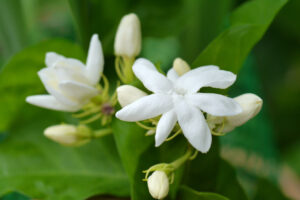 White Jasmine flower.