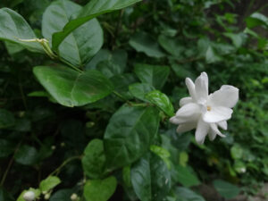 Sambac jasmine, Mogra, Arabian jasmine, Jasminum sambac flower plant