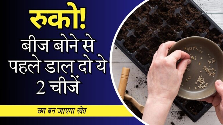 पौधों में दो किलो छाछ और दही का फर्टिलाइजर कर देगा कमाल, छत बनेगी खेत