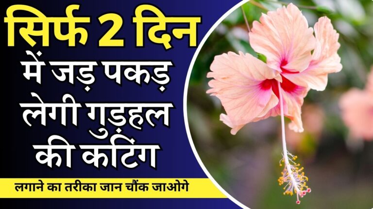 Hibiscus-2-3 दिन में लग जाएगी गुड़हल की कटिंग, चौंका देगा लगाने का सीक्रेट