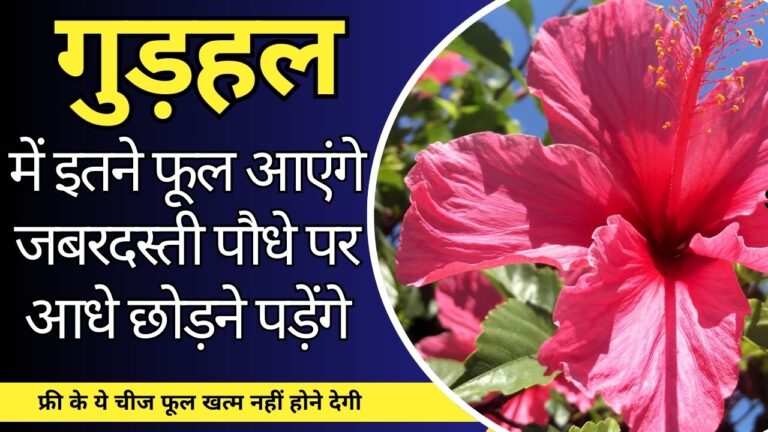 Hibiscus-गुड़हल पर फूल कभी खत्म ही नहीं होगें, फ्री की ये चीज डालें