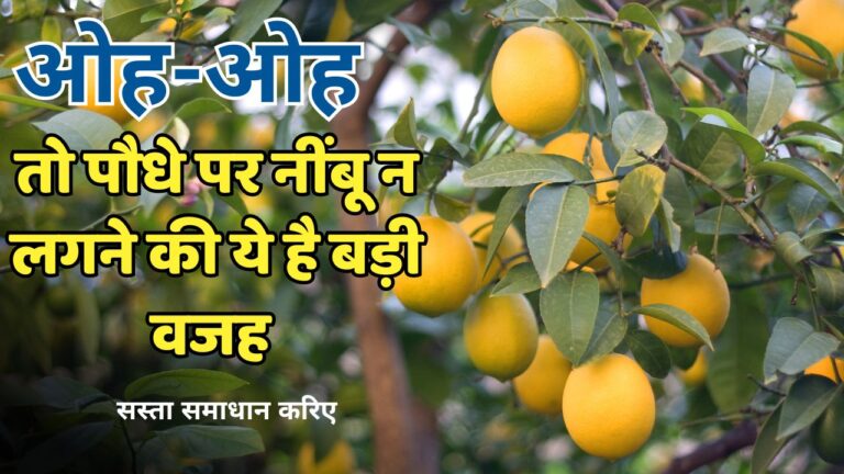 Lemon plant- इस कारण नहीं लगते नींबू, जानिए रोगों और कीटों से बचाव