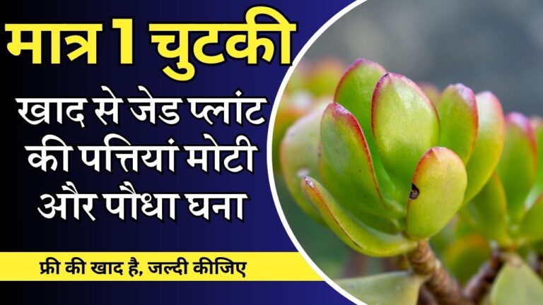 Jade Plant-1 चुटकी खाद जेड प्लांट की पत्तियों पर दिखाएगी कमाल, जानिए