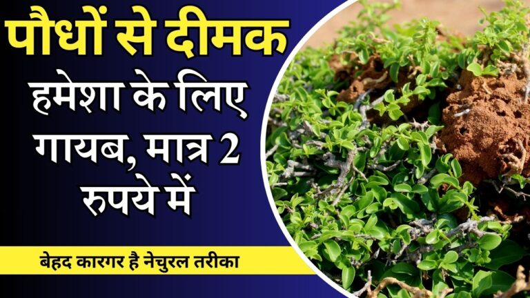 plant-नेचुरल तरीके से गार्डन से भगाएं दीमक, 2-3 दिन में कारगर असर