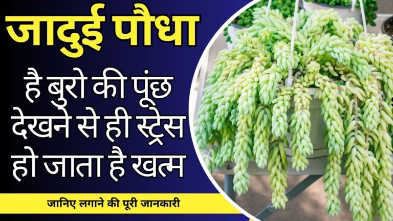 Plant information- ऐसे लगाएं बुरो की पूंछ पौधा, चुटकियों में तनाव गायब