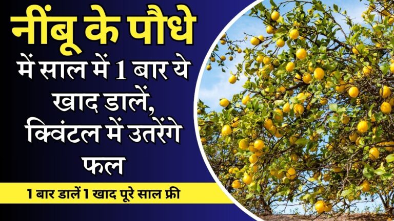 Lemon plant-1 पौधे पर किलो में नहीं क्विटंल में उतरेंगे नींबू, साल में 1 बार करें ये काम