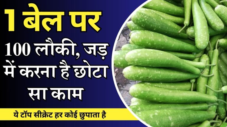 Bottle gourd-लौकी की बेल पर ज्यादा पैदावार के लिए, जड़ में करें ये उपाय