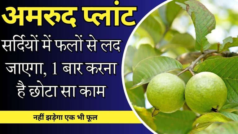 Guava plant- सर्दियों में लगेंगे बेहिसाब अमरूद, अभी डालनी है ये फर्टिलाइजर