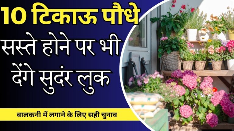 Gardening in the balcony- 10 पौधे बालकनी में लगाएं, सस्ते और टिकाऊ