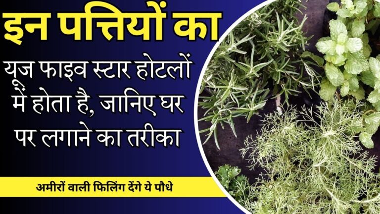 Herbal plant-ये पत्तियां महंगे रेस्टोरेंट की रेसिपी में होती हैं यूज,  घर पर लगाएं