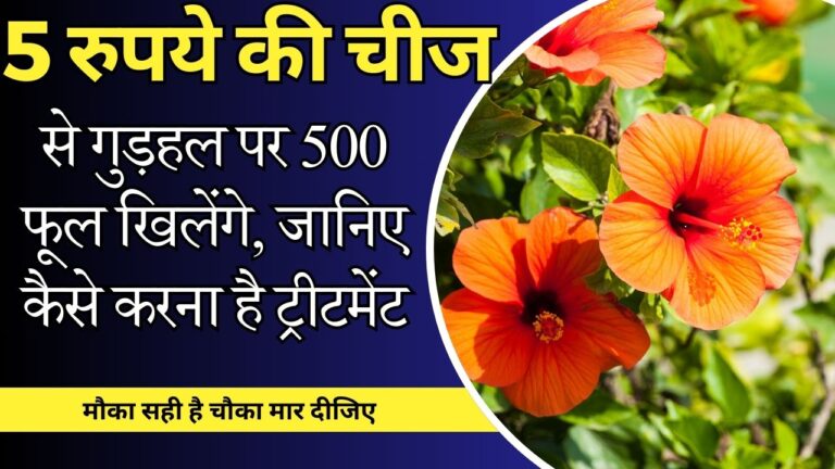 Hibiscus-गुड़हल में 5 रुपये की चीज से 500 फूल, जानिए कैसे डालें