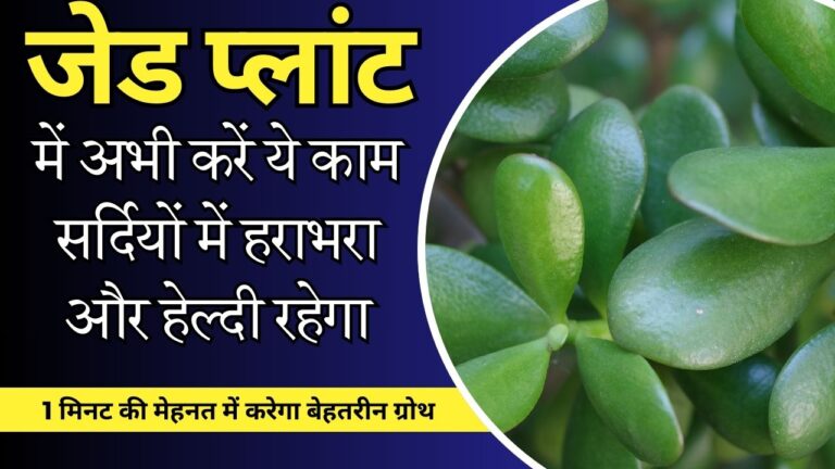 JADE PLANT-सितंबर में 4 जरुरी काम कर लिए तो, सर्दियों में जेड प्लांट हराभरा रहेगा