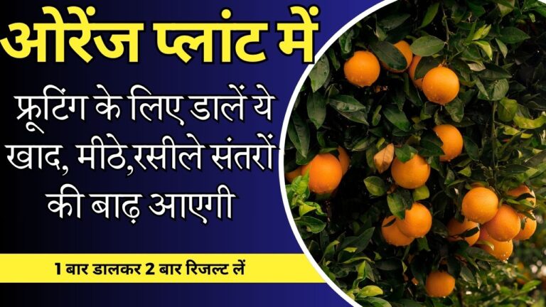 Orange Plant-गमले में ऐसे उगाएं संतरा, 6 महीने में ही फल देना करेगा शुरु