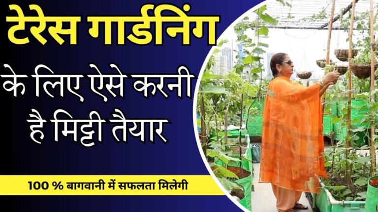 Terrace Gardening- छत पर बागवानी करने के लिए कैसी हो मिट्टी, जानिए