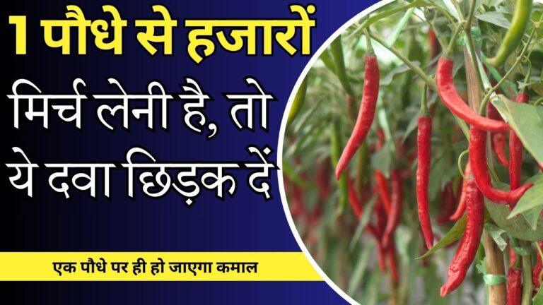 chilli plant-पौधे से ज्यादा फूल और मिर्च चाहिए, तो 1 बार छिड़क दें ये दवा