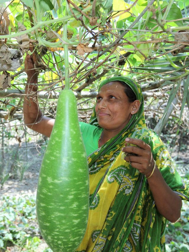 Bottle gourd-लौकी की बेल पर ज्यादा पैदावार के लिए जड़ में डाल दें ये चीज