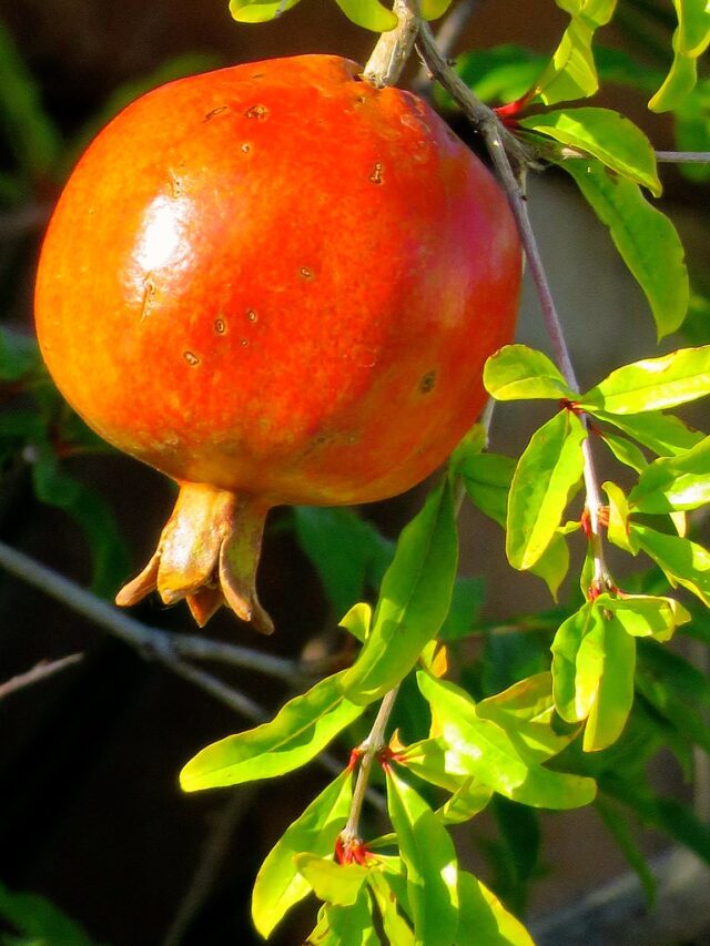 Pomegranate plant care: अनार के पौधे से फूल गिरने की समस्या का समाधान है ये खाद