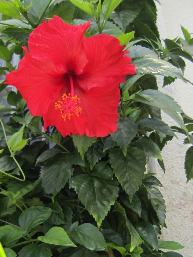 Hibiscus care: सितंबर में गुड़हल के पौधे में डालें ये खाद, खिलेंगे हजारों फूल