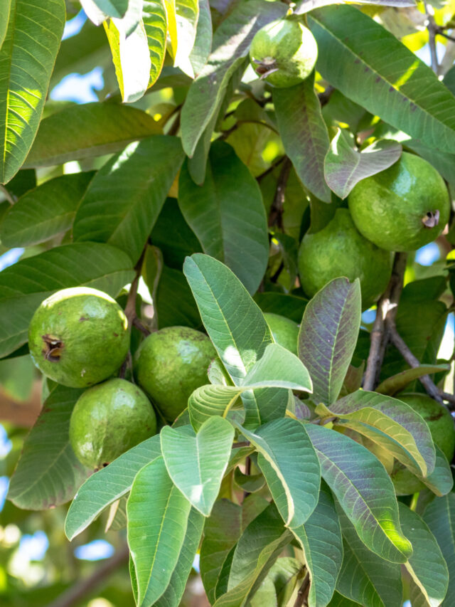 Guava plant care: अमरूद पर ढेरों फल के लिए डालें ये बेस्ट फर्टिलाइजर