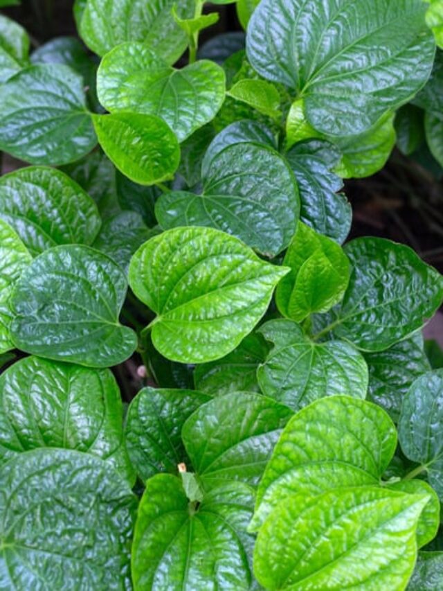 Betel leaves  plant: सिर्फ एक पत्ते से आसानी से उगाएं पान का पौधा, पूरी विधि