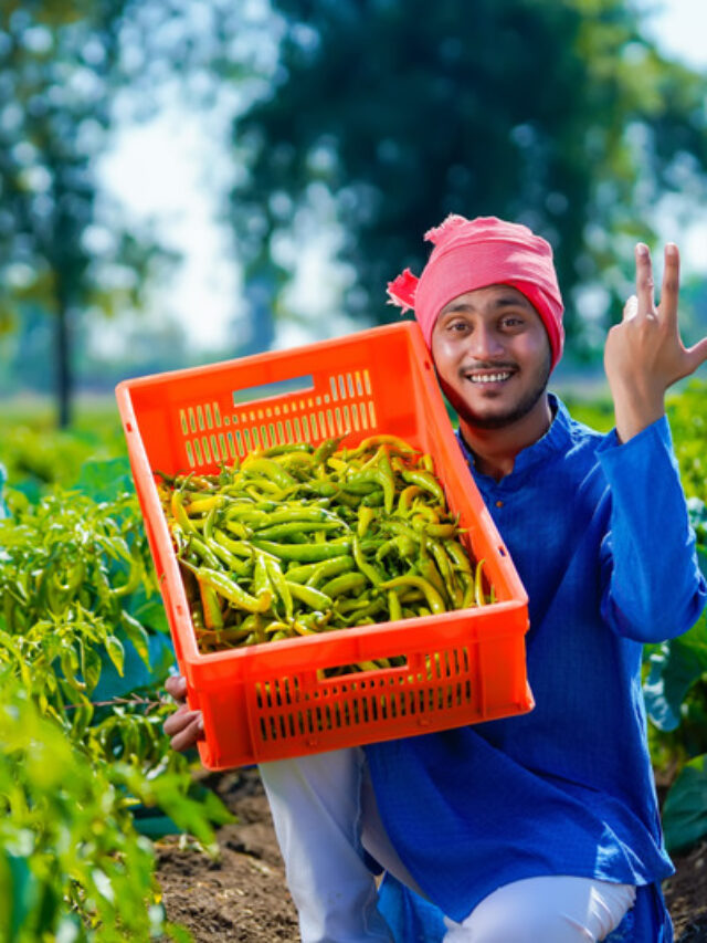 Chilli plant: एक पौधे पर आएंगी सैकड़ों मिर्च, डाल दो ये दवाई