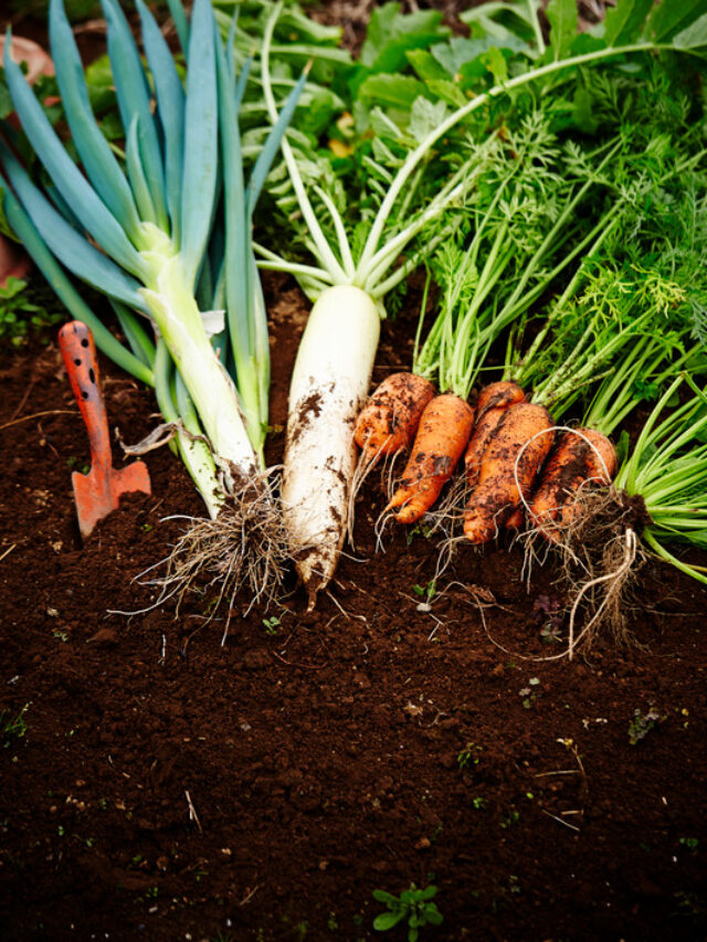 Vegetable gardening: सब्जियों की अच्छी पैदावार के लिए फूल आते ही डाल दें ये खाद