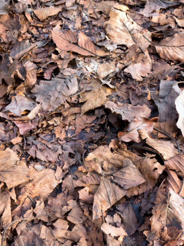 Leaf compost: गार्डन में पड़े सूखे पत्ते टहनियां बचाएंगे हजारों रुपये, ऐसे करें बेस्ट पत्ती खाद तैयार