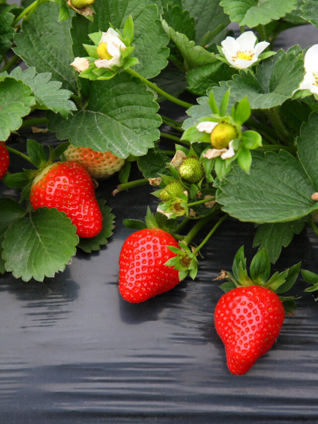 Grow strawberries- गमले में स्ट्रॉबेरी उगाने का आसान तरीका