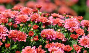 Chrysanthemums