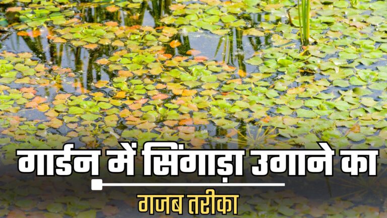 Grow water chestnuts-गार्डन में ऐसे उगाएं सिंगाड़ा, स्टेप बाय स्टेप प्रोसेस