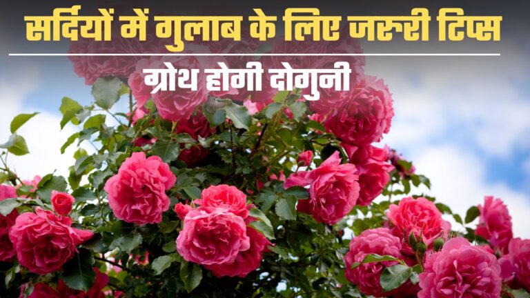 Rose care- सर्दियों में गुलाब को ऐसे बचाएं, ग्रोथ होगी दोगुनी