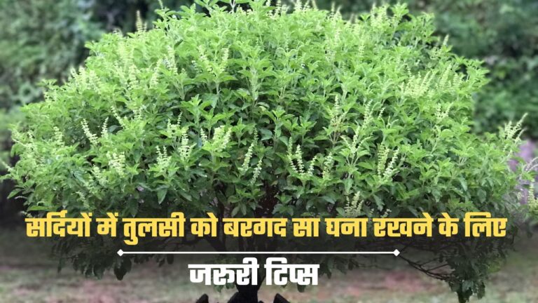 Tulsi in winters- सर्दियों में तुलसी की केयर करने के 5 टिप्स, रहेगा हराभरा